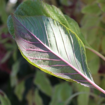 Popp-Amaranth Alegria (Samen)