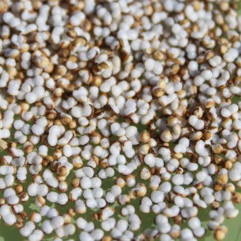 Popp-Amaranth Alegria (Samen)