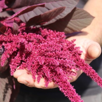 Popp-Amaranth Red Garnet  (Samen)