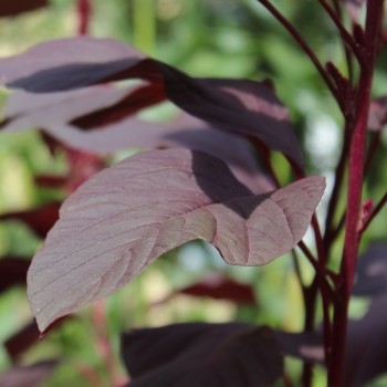 Popp-Amaranth Red Garnet  (Samen)