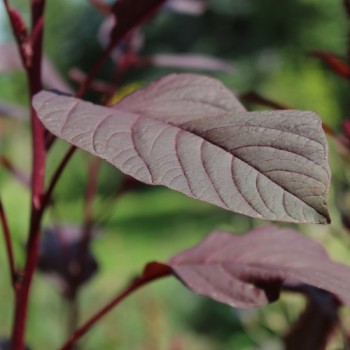 Popp-Amaranth Red Garnet  (Samen)