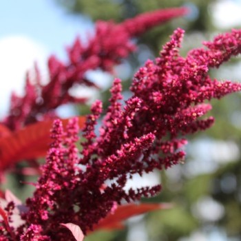 Popp-Amaranth Red Garnet  (Samen)