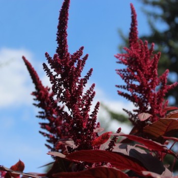 Popp-Amaranth Red Garnet  (Samen)