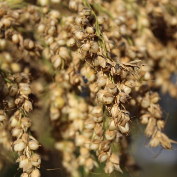 Popp-Hirse (Samen)