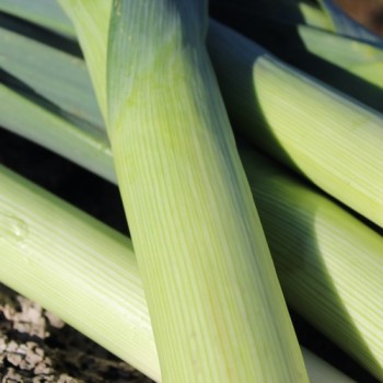 Porree Bulgarian Giant (Samen)