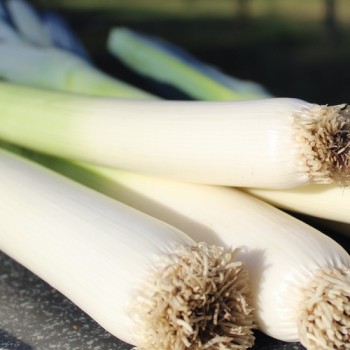 Porree Bulgarian Giant (Samen)