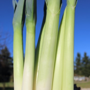 Porree Carentan (Samen)