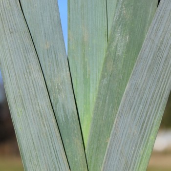 Porree Carentan (Samen)