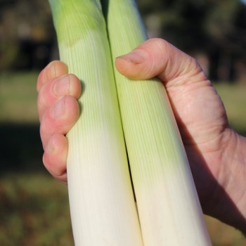 Porree Giant Winter (Samen)