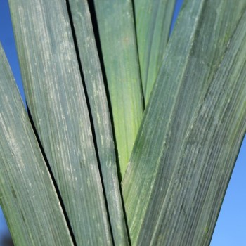 Porree Giant Winter (Samen)