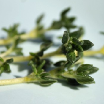 Portugiesischer Thymian (Samen)