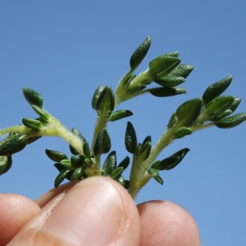 Portugiesischer Thymian (Samen)