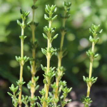 Portugiesischer Thymian (Samen)