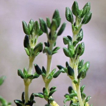 Portugiesischer Thymian (Samen)