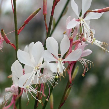 Prachtkerze (Samen)