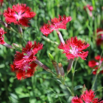 Prachtnelke rot (Samen)