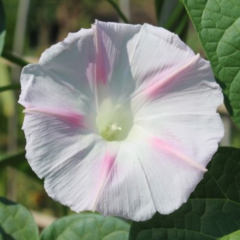 Neu! Prunkwinde Shiva (Samen)