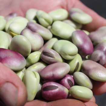 Puffbohne Extra Precoce a Grano Violetto (Samen)
