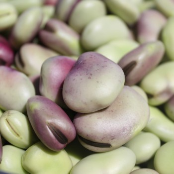 Puffbohne Extra Precoce a Grano Violetto (Samen)