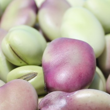 Puffbohne Extra Precoce a Grano Violetto (Samen)