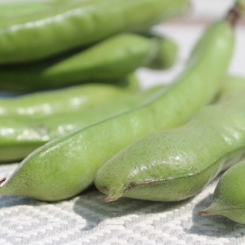 Puffbohne Sciabola Verde (Samen)
