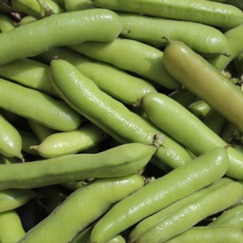 Puffbohne Sciabola Verde (Samen)