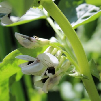 Puffbohne Sciabola Verde (Samen)