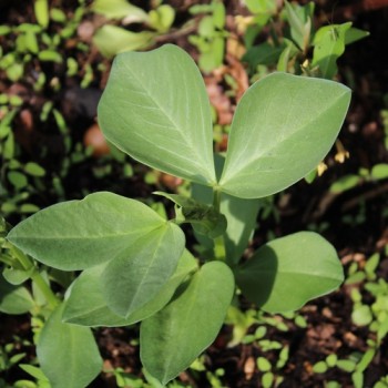 Puffbohne Sciabola Verde (Samen)