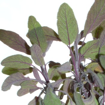 Purpursalbei (Pflanze)