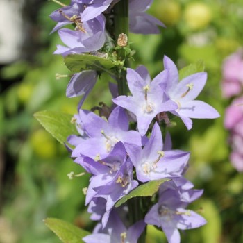 Pyramiden-Glockenblume blau (Samen)
