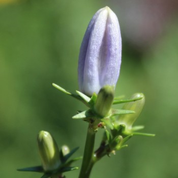 Pyramiden-Glockenblume blau (Samen)