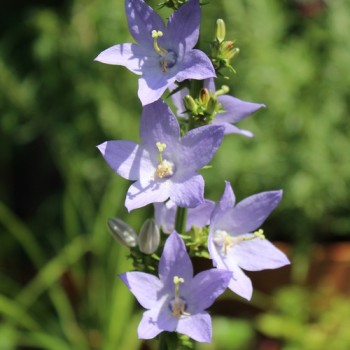 Pyramiden-Glockenblume blau (Samen)