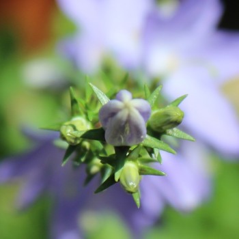 Pyramiden-Glockenblume blau (Samen)