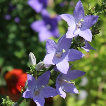 Pyramiden-Glockenblume blau (Samen)
