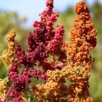 Quinoa Brightest Brilliant Rainbow (Samen)