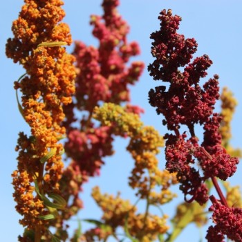 Quinoa Brightest Brilliant Rainbow (Samen)