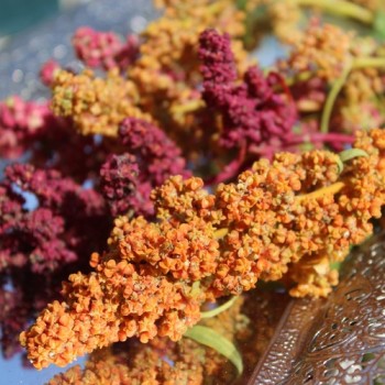 Quinoa Brightest Brilliant Rainbow (Samen)