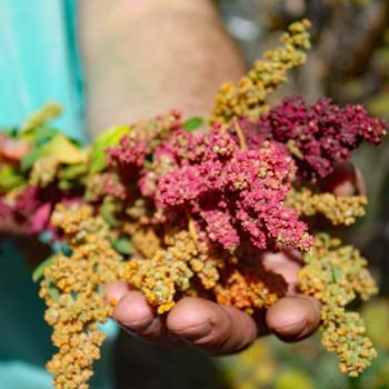 Quinoa Brightest Brilliant Rainbow (Samen)