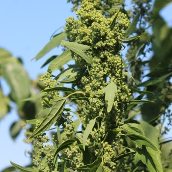 Quinoa Brightest Brilliant Rainbow (Samen)