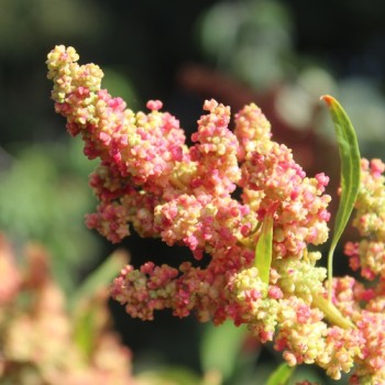 Quinoa Brightest Brilliant Rainbow (Samen)