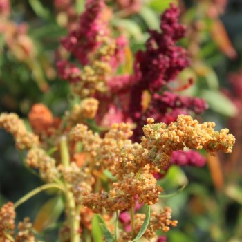 Quinoa Brightest Brilliant Rainbow (Samen)