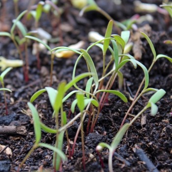 Quinoa Brightest Brilliant Rainbow (Samen)