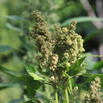 Quinoa Sweet Temuco (Samen)