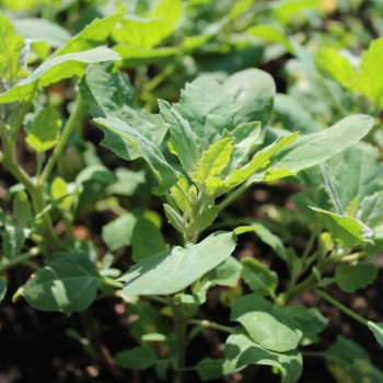 Quinoa Sweet Temuco (Samen)