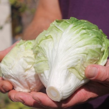 Radicchio A Palla Bianca di Chioggia (Samen)