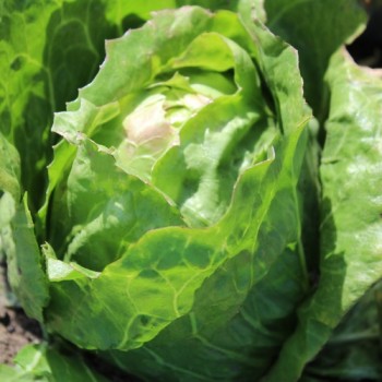 Radicchio A Palla Bianca di Chioggia (Samen)