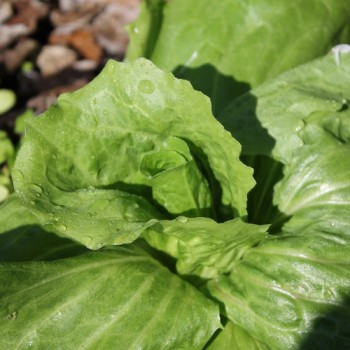Radicchio Mantovana (Samen)
