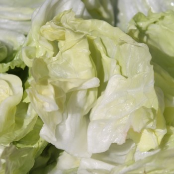Radicchio Mantovana (Samen)