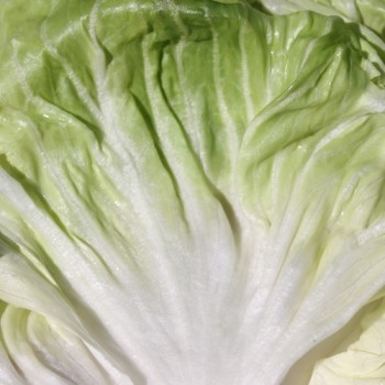 Radicchio Mantovana (Samen)