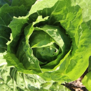 Radicchio Mantovana (Samen)